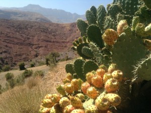 Ripe cactus fruit in the Atlas Mountains